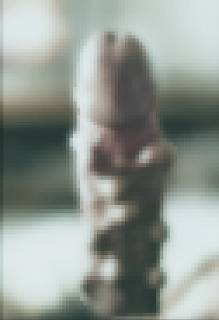 794244.jpg (158KB)